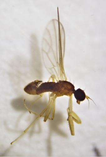 Chelipoda vocatoria